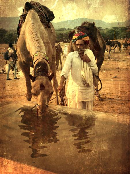 Camel to water