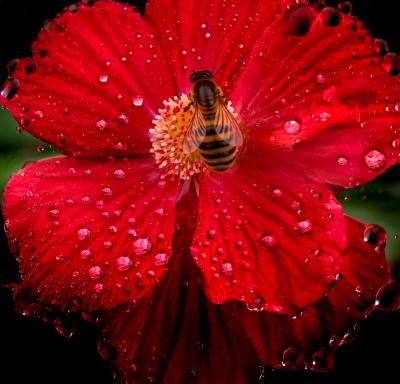 Flower and Bee