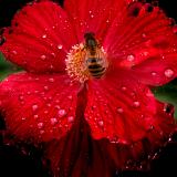 Flower and Pollinator 