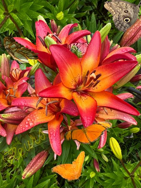 Flowers