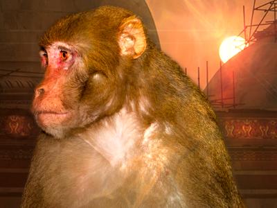Baboon
